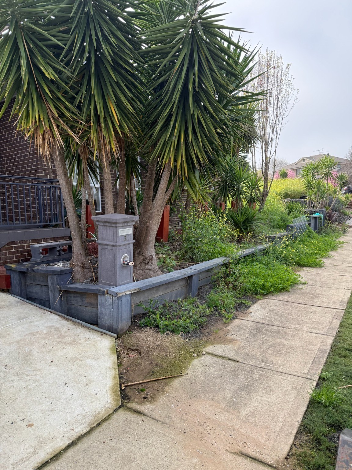 Original overgrown front landscape